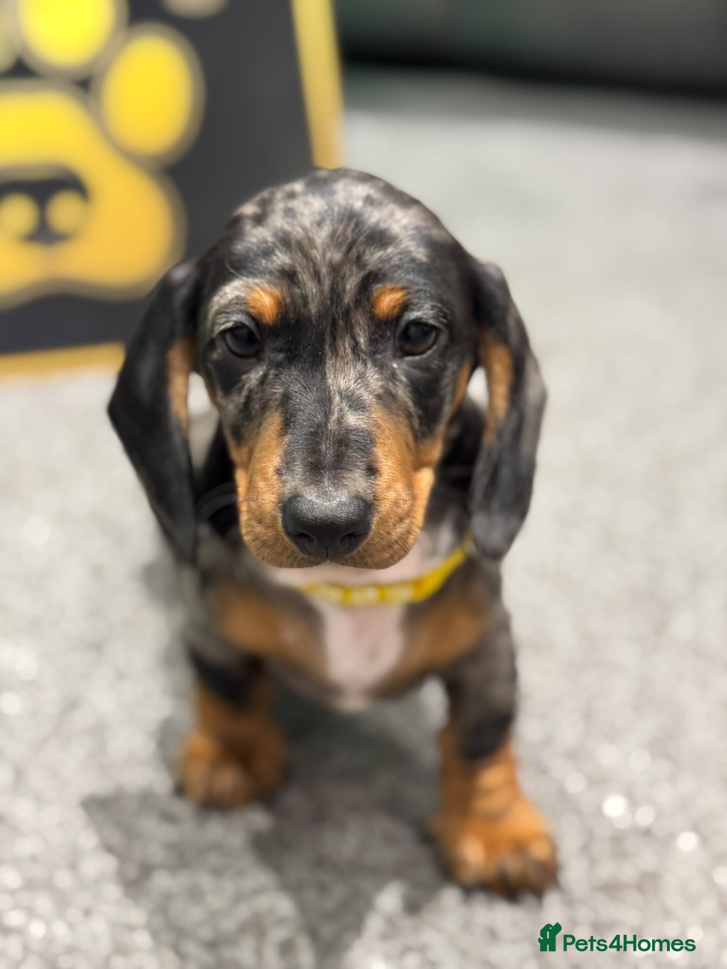 Dachshund dogs Ready to leave! 3 Kc registered dachshund puppies - Advert 2