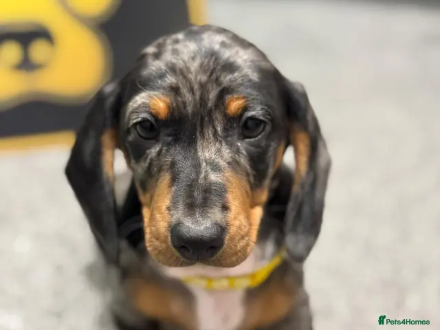 Dachshund dogs Ready to leave! 3 Kc registered dachshund puppies - Advert 8