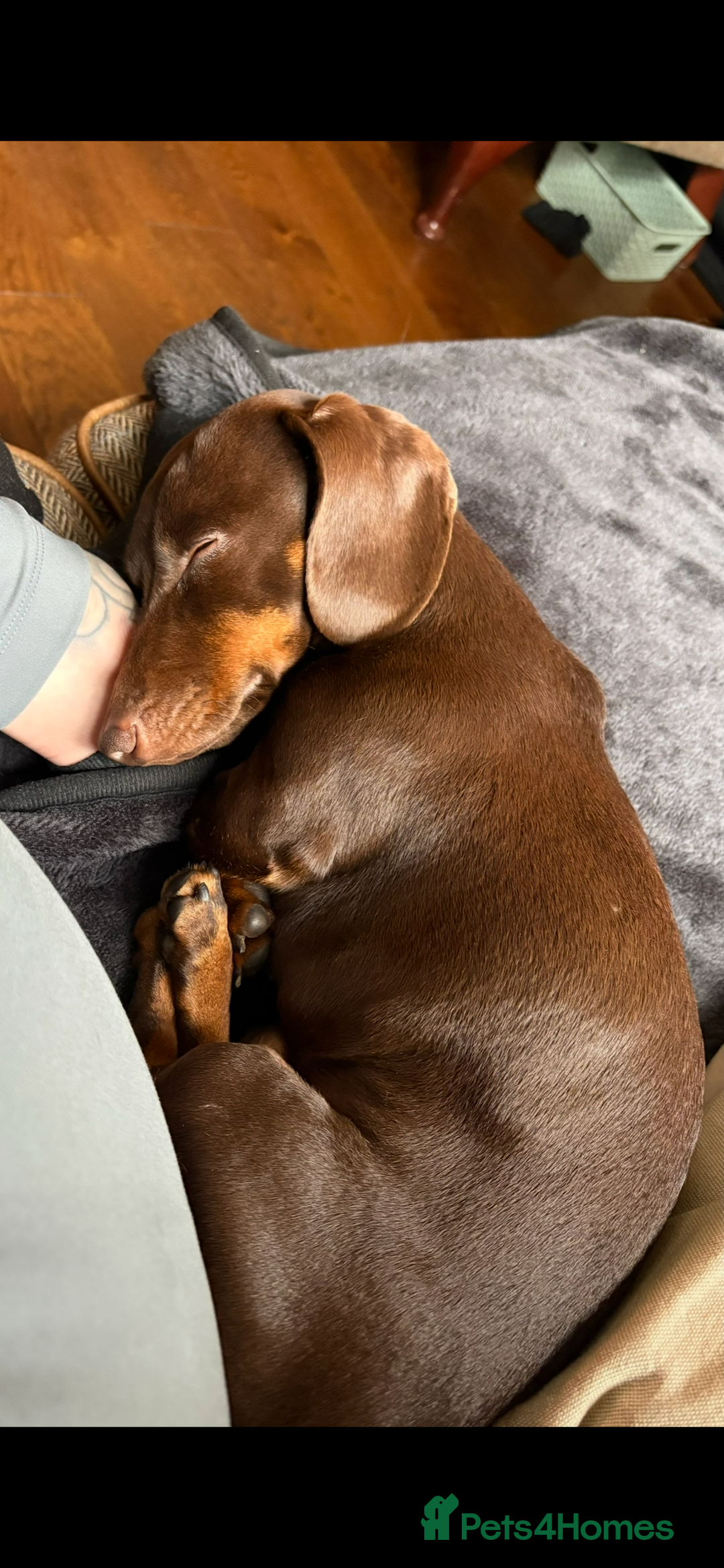 Miniature Dachshund dogs for sale: miniature Dachshund  - Advert 3