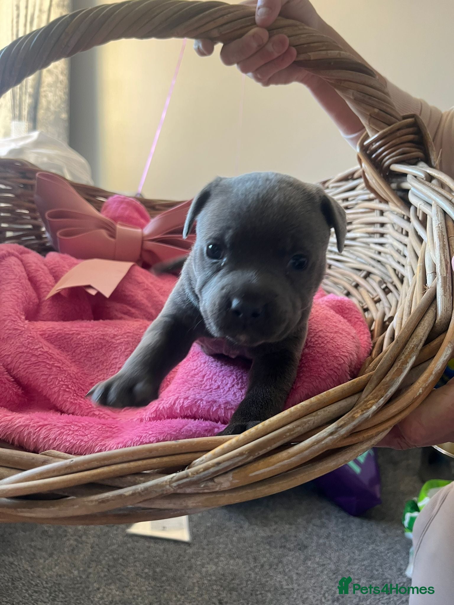 Staffordshire Bull Terrier dogs BLUE STAFFORDSHIRE BULL TERRIER PUPPY GIRL  - Advert 3