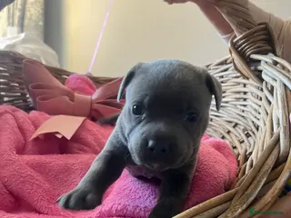 Staffordshire Bull Terrier dogs BLUE STAFFORDSHIRE BULL TERRIER PUPPY GIRL - Advert 1