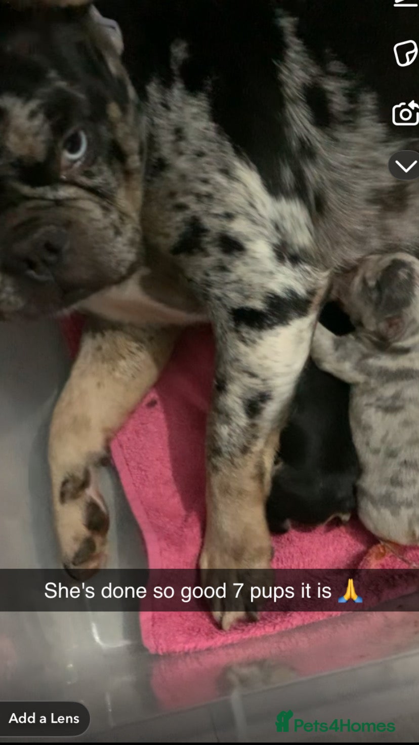 French Bulldog dogs Stunning French bulldog puppy's for sale  - Advert 1