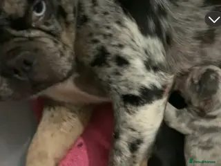 French Bulldog dogs Stunning French bulldog puppy's for sale - Advert 1