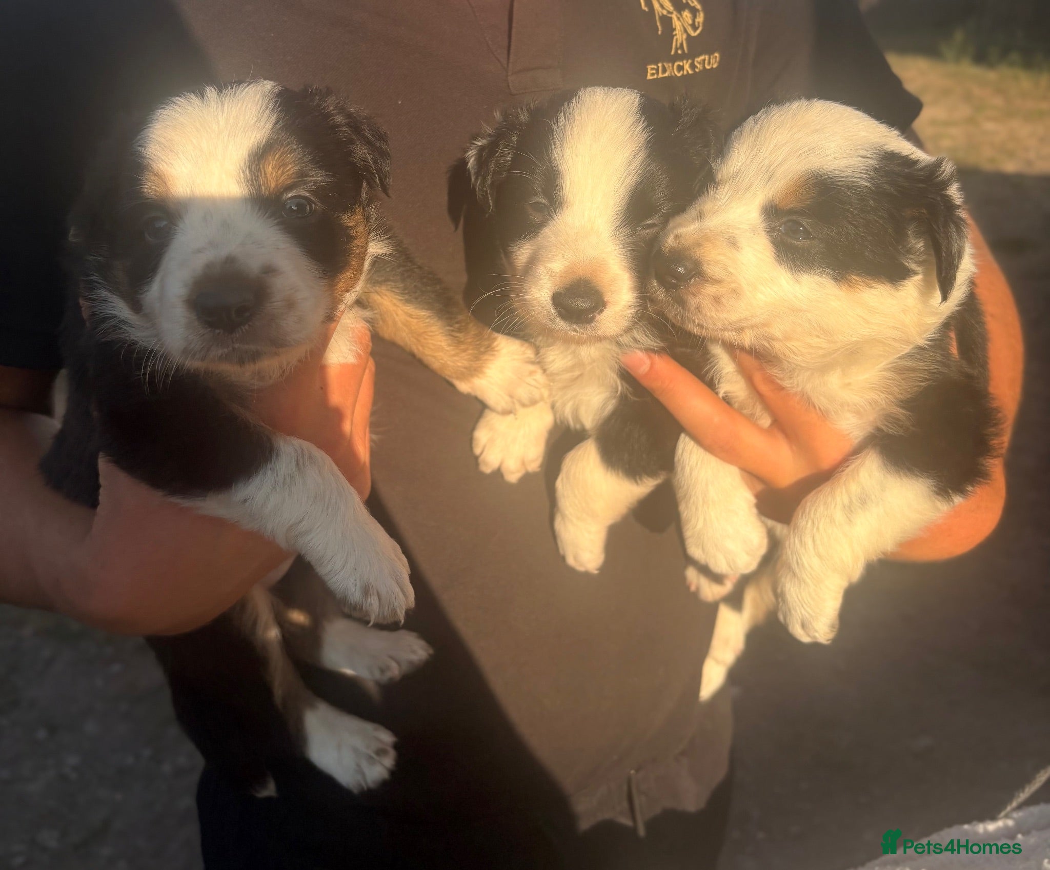 Border Collie dogs Beautiful Tri-coloured&Black&white collie puppies  - Advert 7