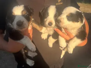 Border Collie dogs Beautiful Tri-coloured&Black&white collie puppies - Advert 7