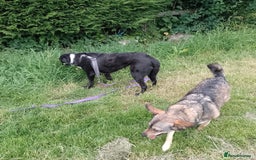 Mixed Breed dogs for adoption: Careful Carly - Image 2