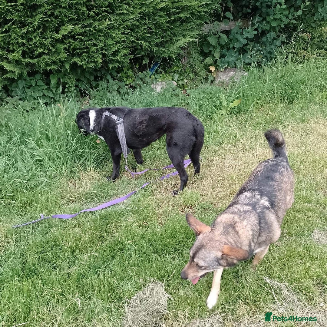 Mixed Breed dogs for adoption: Careful Carly - Image 2