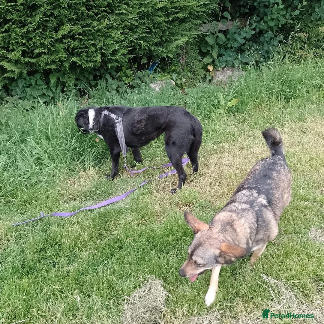 Mixed Breed dogs for adoption: Careful Carly - Advert 2