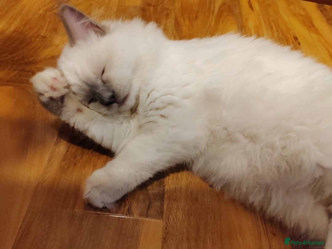 Ragdoll cats for sale: GCCF Registered Kittens*Ready to go*ONE BOY LEF* - Advert 4