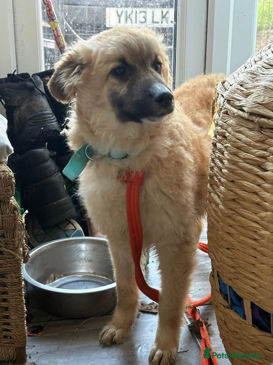 Mixed Breed dogs for adoption: Finn - Norwich Norfolk  - Advert 6