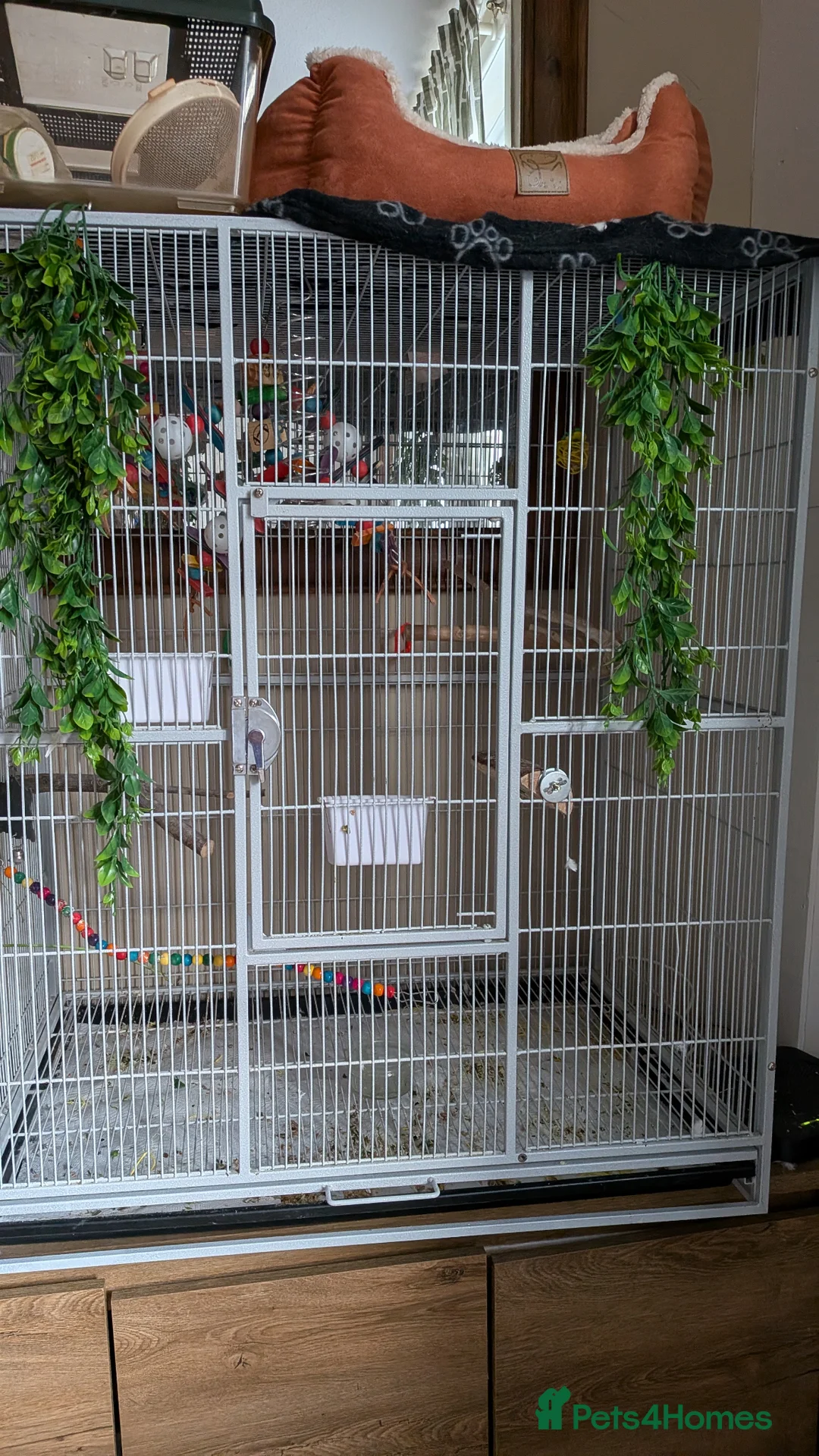 Cockatiels birds for sale: Cockatiel for sale with or without cage in Batley - Advert 7