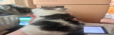 Mixed Breed 3