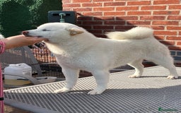 Japanese Shiba Inu dogs for stud: Health tested, KC Registered, Proven Stud - Image 3