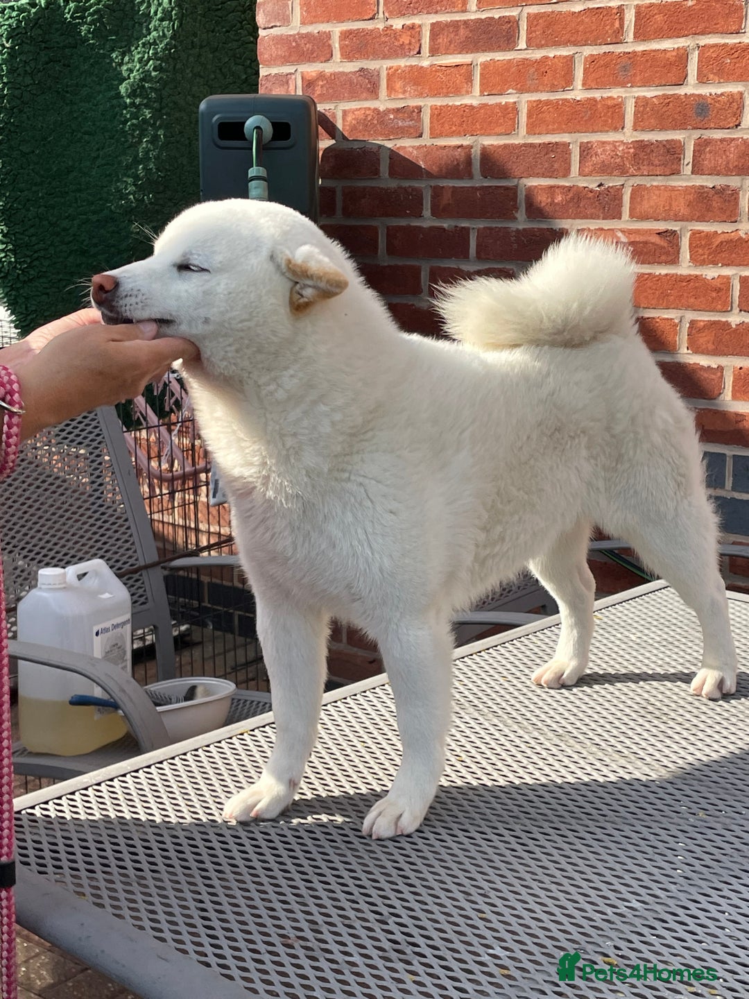 Japanese Shiba Inu dogs for stud: Health tested, KC Registered, Proven Stud - Image 3