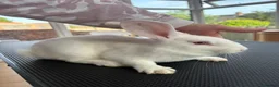 New Zealand rabbits for sale: New Zealand white doe - Advert 2