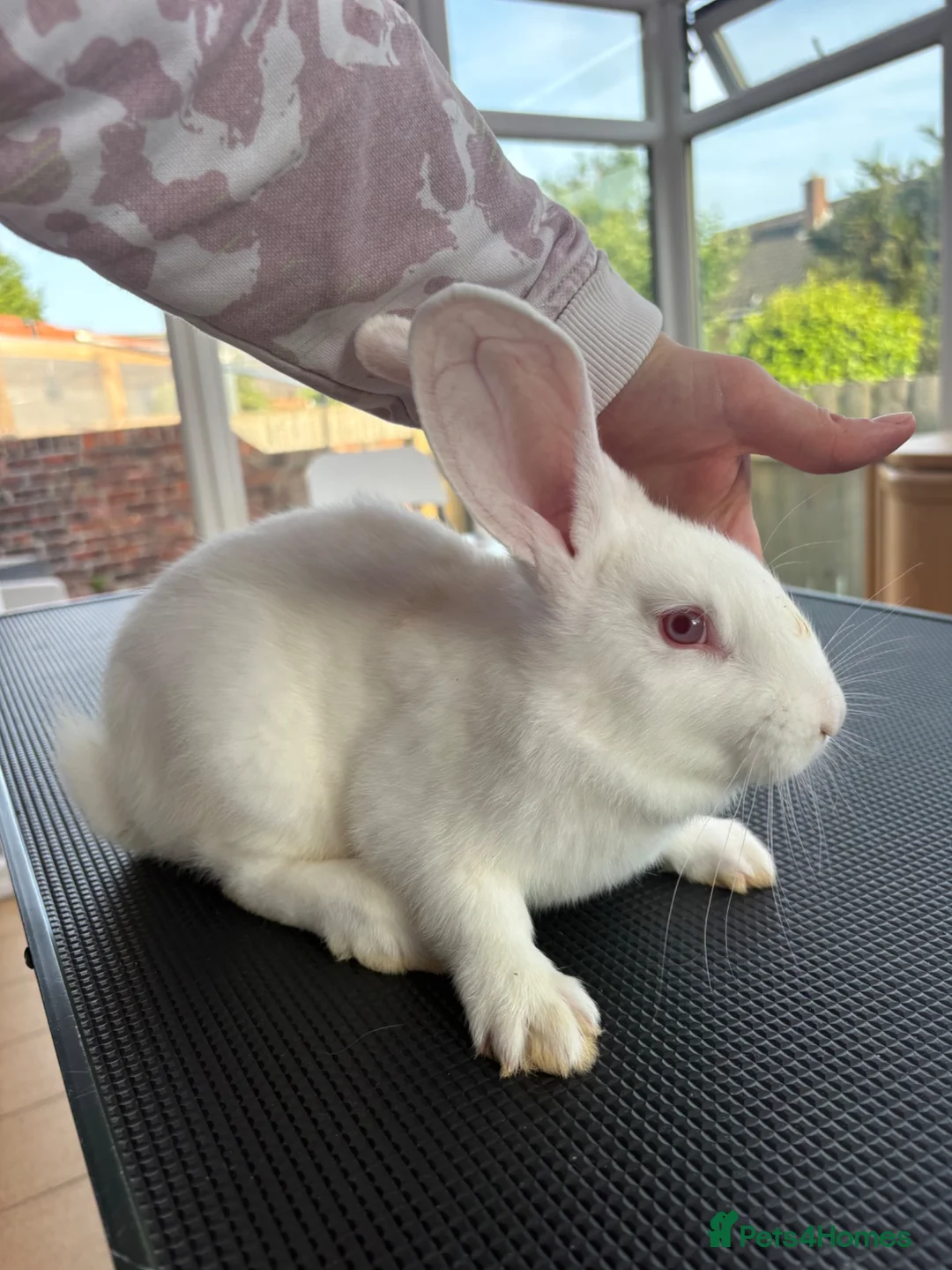 New Zealand rabbits for sale: New Zealand white doe - Advert 2
