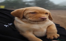 Labrador Retriever dogs for sale: Stunning Rare Coloured Pups Health Tested Parents  - Image 6