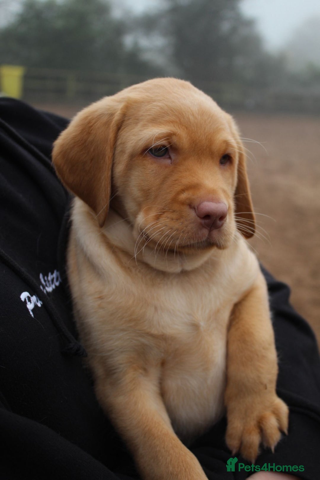 Labrador Retriever dogs for sale: Stunning Rare Coloured Pups Health Tested Parents  - Image 6