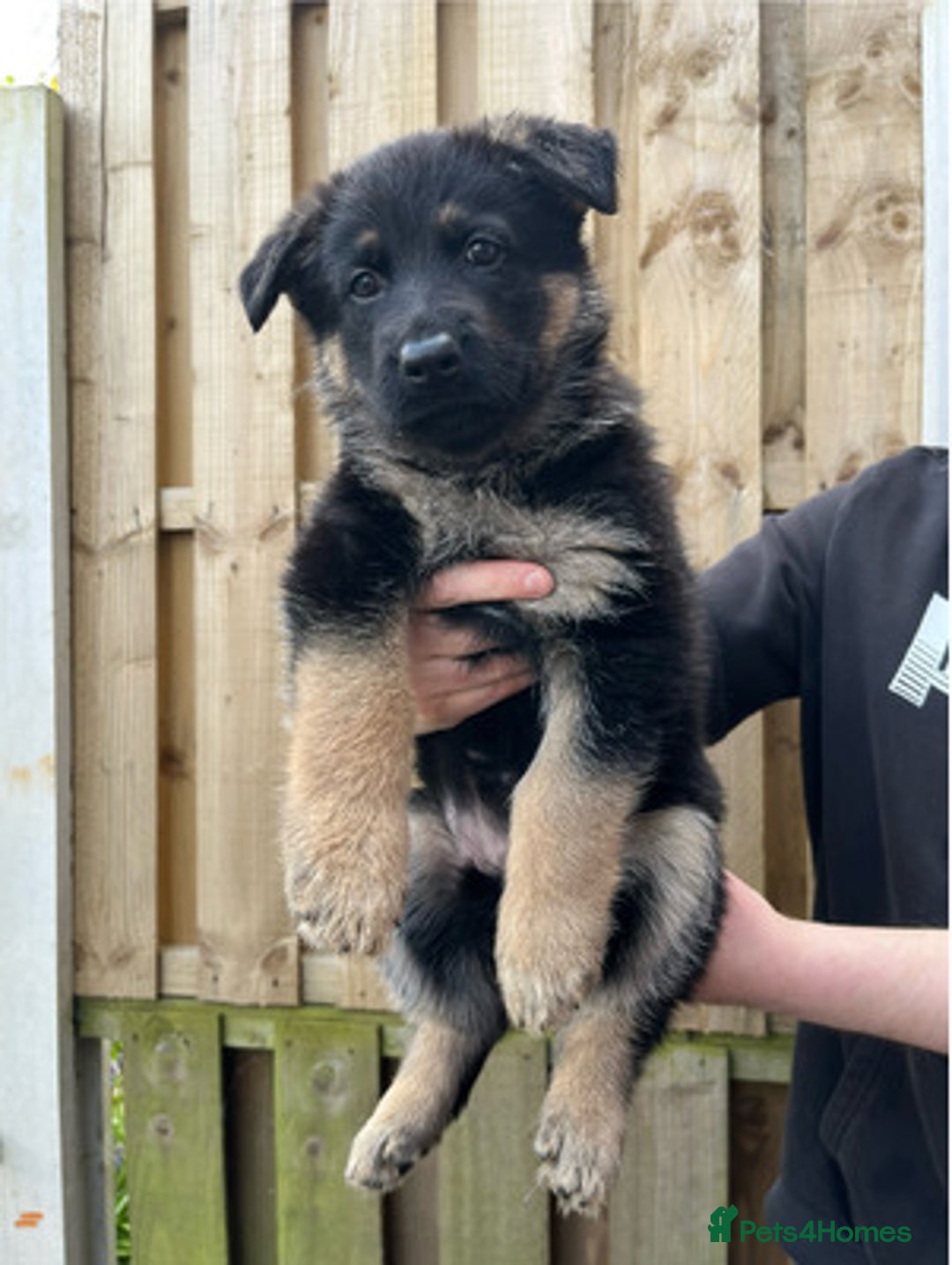 German Shepherd dogs for sale: healthy 8weeks old german shepherd puppies - Image 3