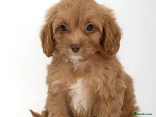 Cavapoo dogs DNA health tested Beautiful F1b Cavapoos - Advert 12