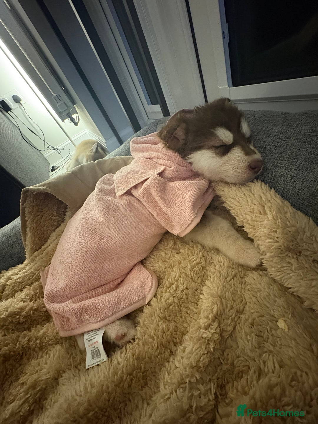 Mixed Breed dogs for sale: Dakota and Akila - Advert 2