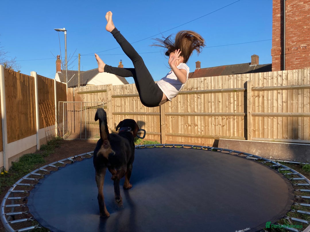 Rottweiler dogs for sale: Bruce * Rehome *  - Advert 14