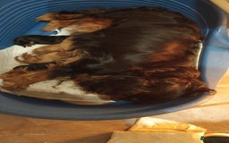 Cavalier King Charles Spaniel dogs for sale: Ruby king charles - Advert 2