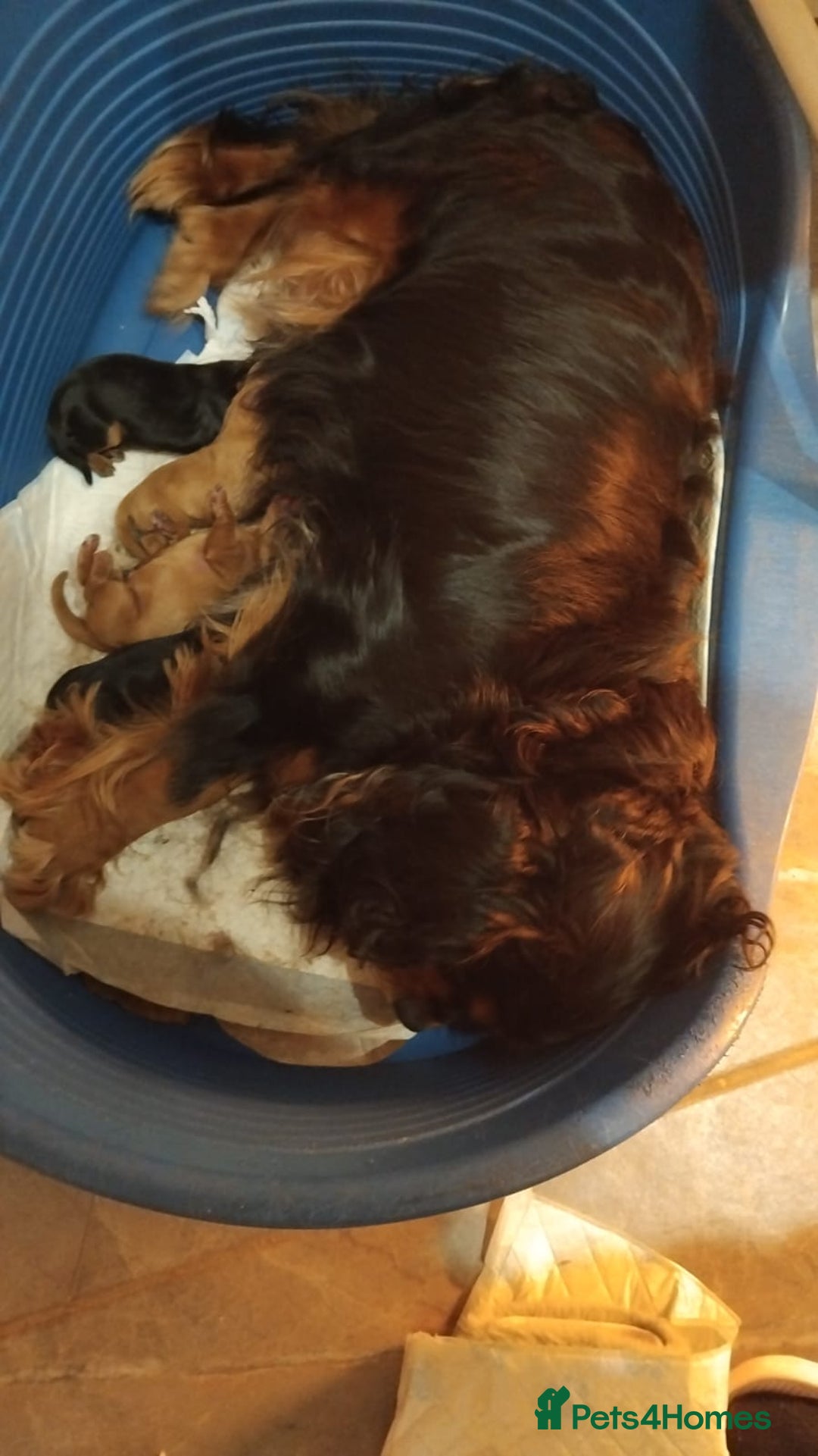 Cavalier King Charles Spaniel dogs for sale: Ruby king charles - Advert 2