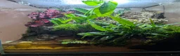 Crabs fish for sale: Tomato Vampire Crabs, Tanks, Food, everything in Glasgow - Advert 6