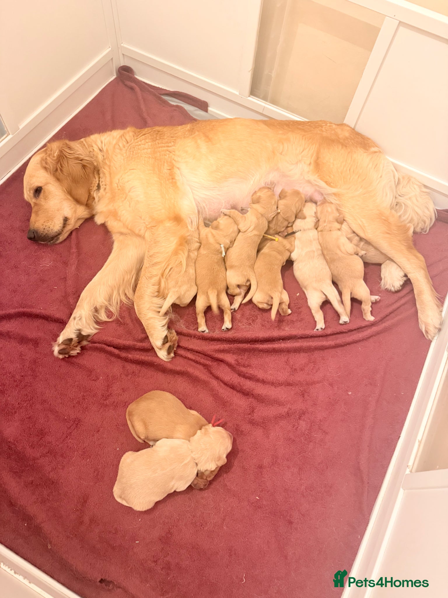Golden Retriever dogs for sale: Beautiful Golden Retriever Puppys - Advert 14