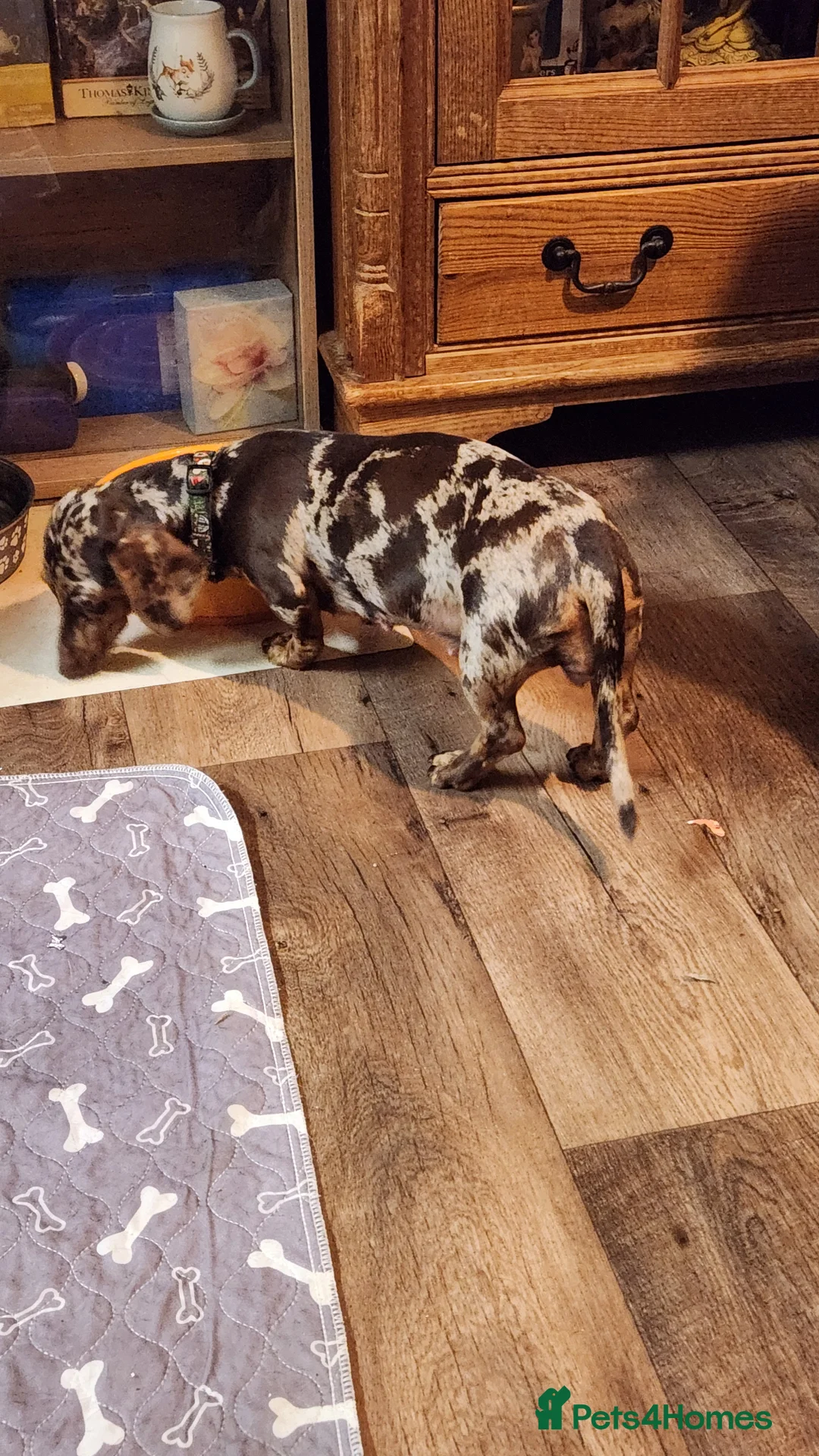 Miniature Dachshund dogs for sale: 4 miniture dachshunds - Advert 1