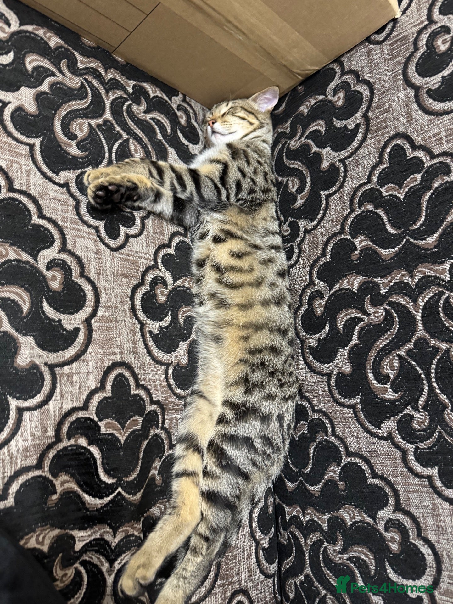 British Shorthair cats Mixed coloured kitten for sale  - Advert 1