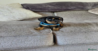 Miniature Dachshund dogs - Advert 9