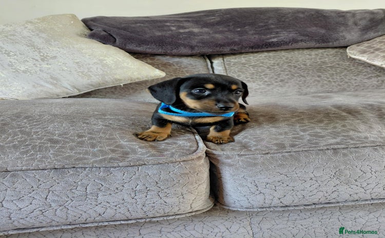 Miniature Dachshund dogs - Advert 1