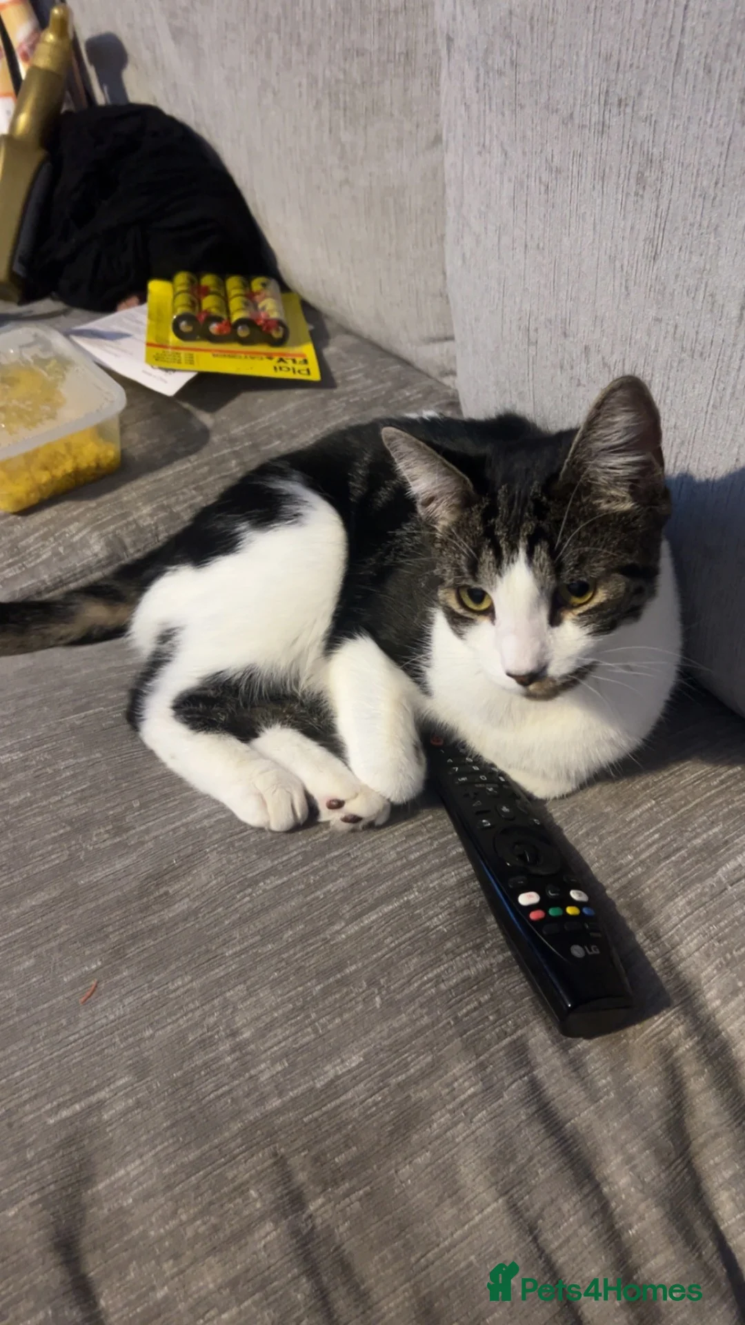 Mixed Breed cats for sale: Milo and Theo  - Advert 2