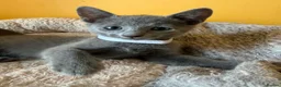 Russian Blue cats for sale: TICA REGISTERED Pure Breed Russian Blue Kittens - Advert 10