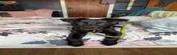 Mixed Breed dogs for sale: 3 Month old puppy for rehome - Advert 2