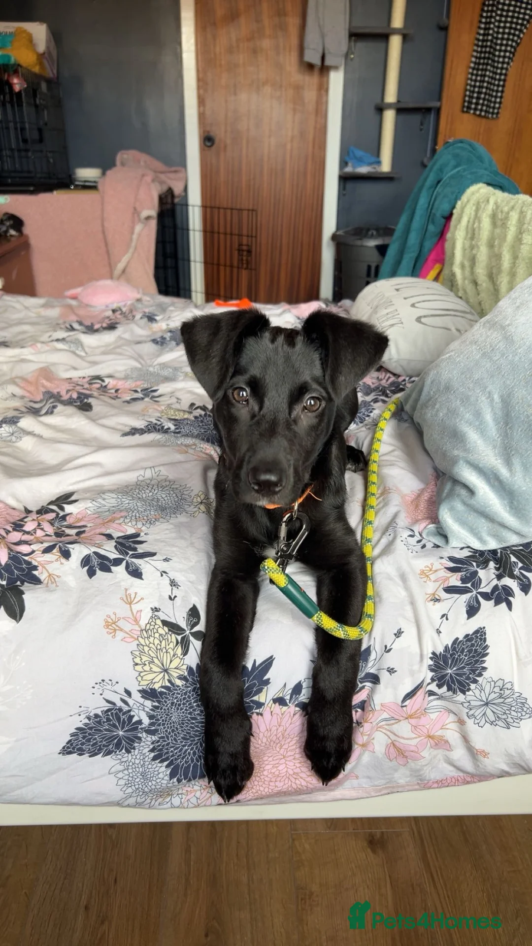 Mixed Breed dogs for sale: 3 Month old puppy for rehome - Advert 2