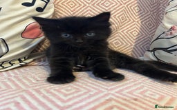 Scottish Fold cats for sale: Adorable Scottish Fold Mix Kittens - Image 8
