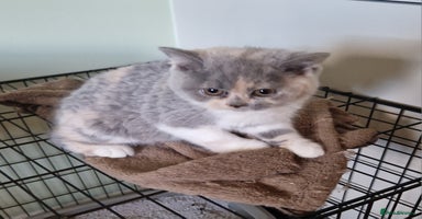 British Shorthair cats - Advert 6