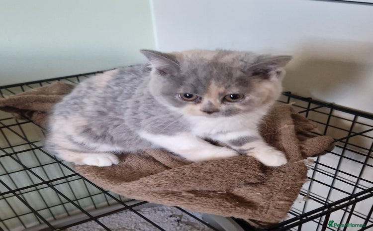 British Shorthair cats - Advert 10