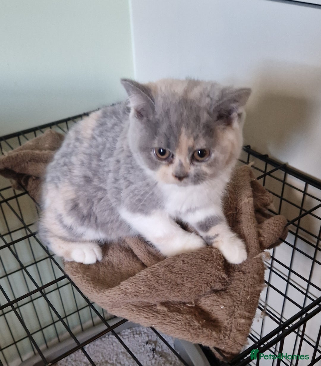 British Shorthair cats for sale: BEAUTIFUL BRITISH SHORTHAIR GCCF registered kitten - Image 1
