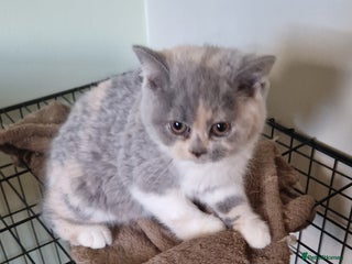 British Shorthair cats - Advert 8
