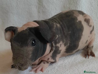 Guinea Pig rodents Skinny pig available. - Advert 15