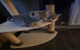 Domestic Shorthair cats for sale: 5 kittens available  - Advert 6