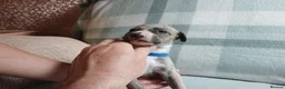 Whippet dogs for sale: Exceptional litter of KC whippets  in Shrewsbury - Advert 16
