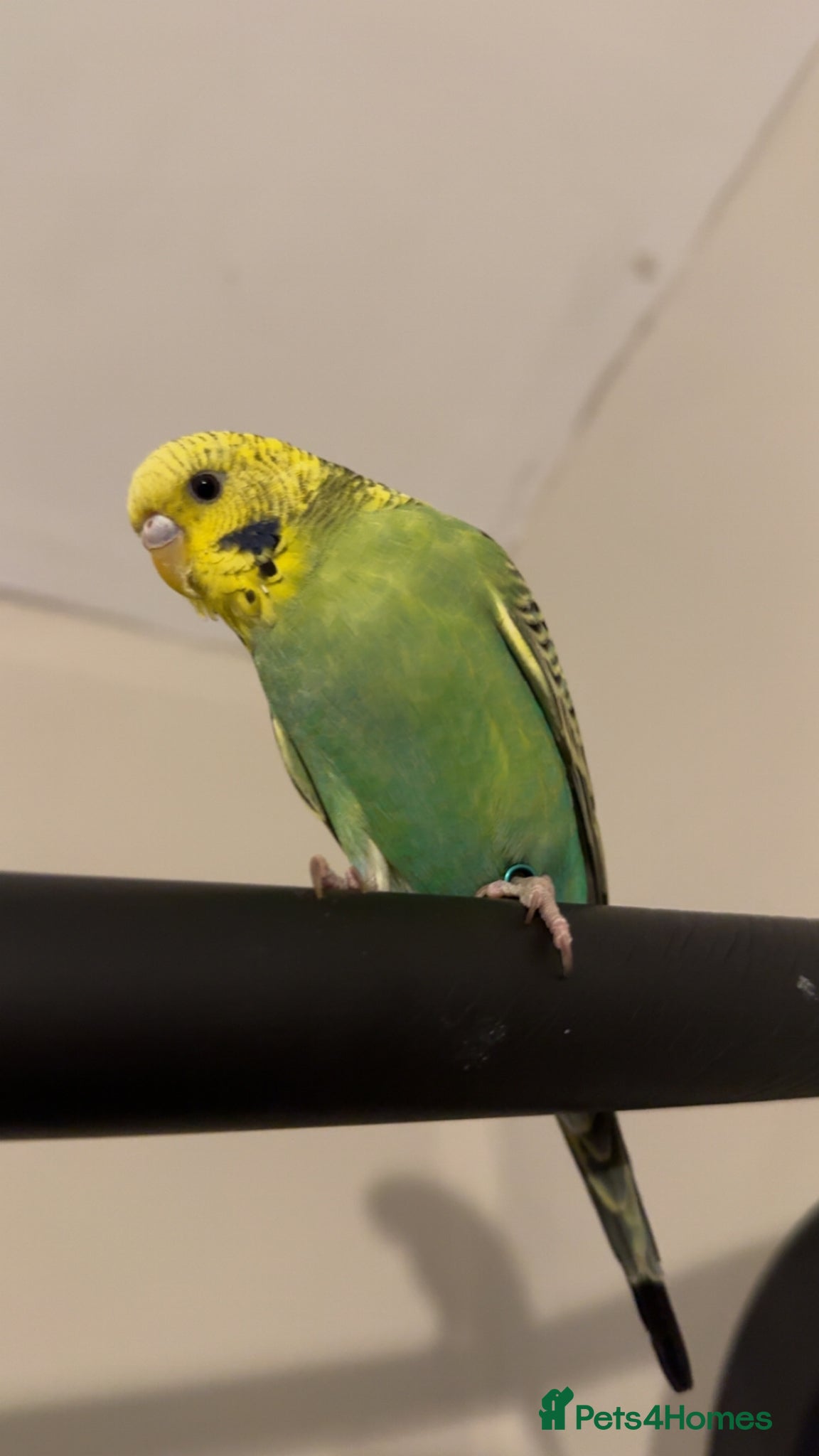 Budgerigars birds Budgie free to a good home  - Advert 1