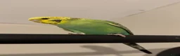 Budgerigars birds for sale: Budgie free to a good home  in Whitehaven - Advert 1