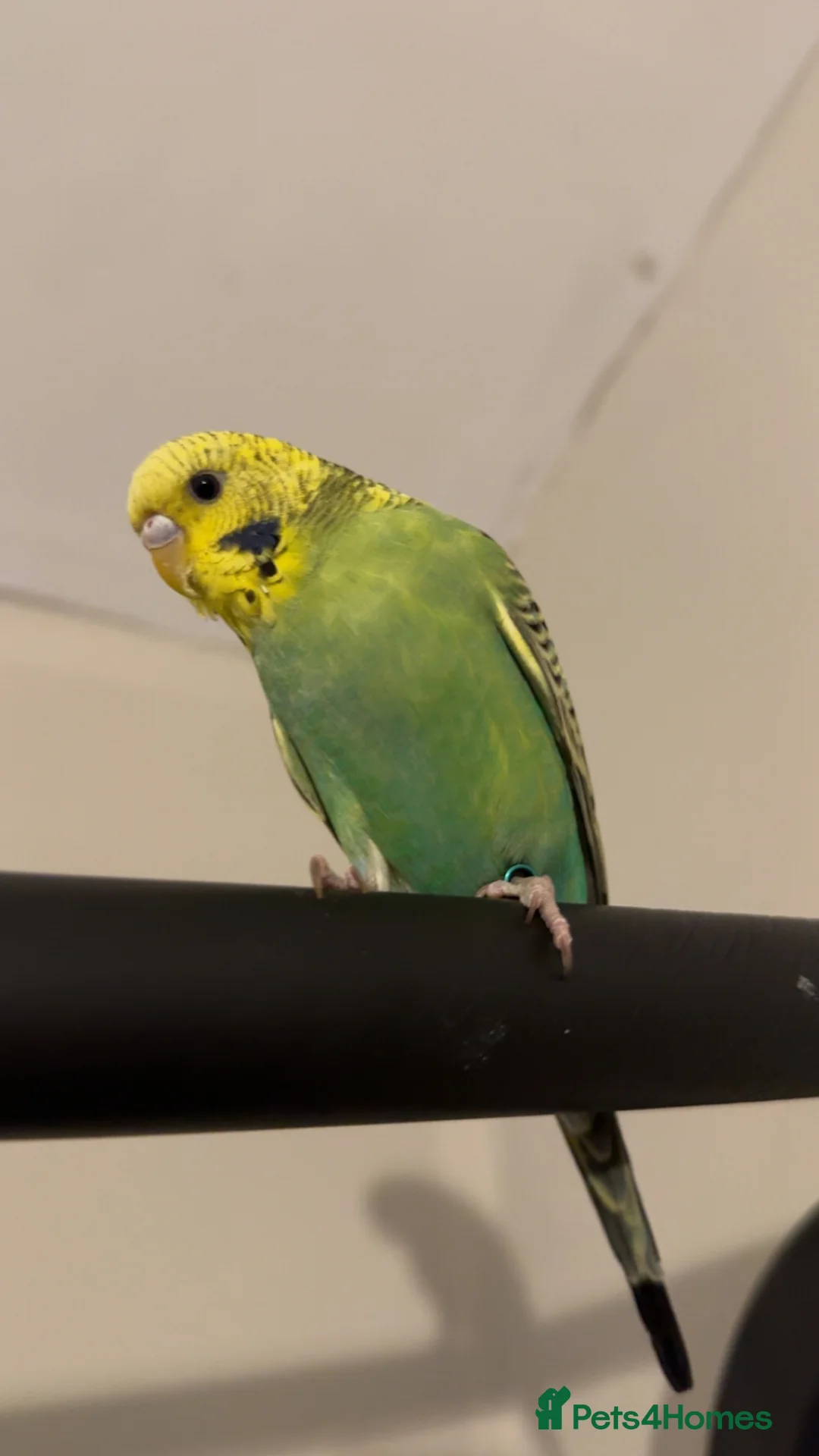 Budgerigars birds for sale: Budgie free to a good home  in Whitehaven - Advert 1