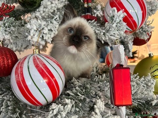 Ragdoll cats TICA registered champion line ragdoll kittens. - Advert 14